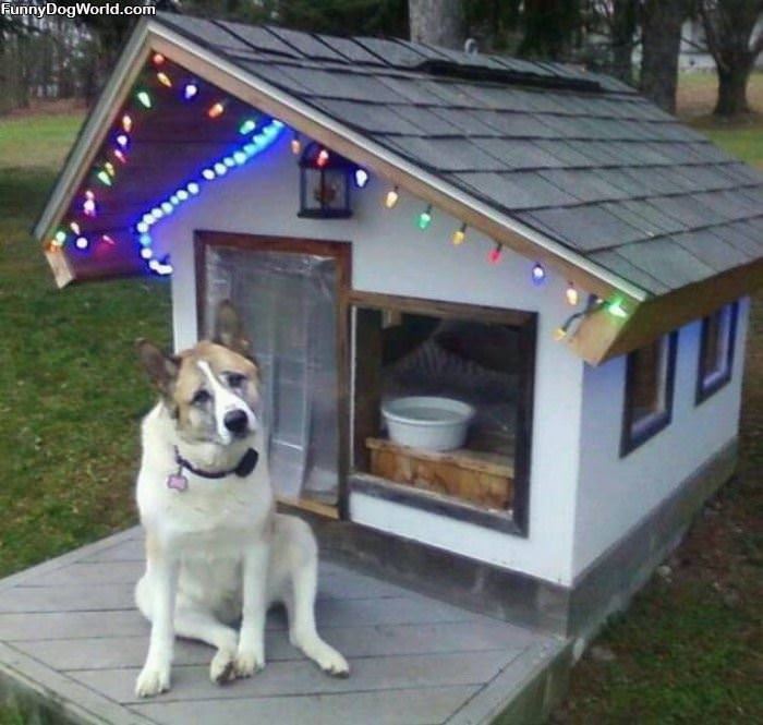 I Has A Christmas Dog House