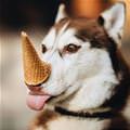 I Has A Cone