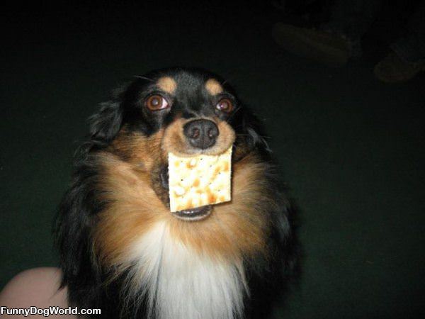 I Has A Cracker