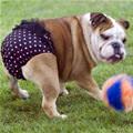 I Has A Diaper Dog