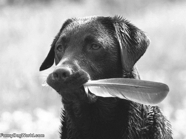 I Has A Feather