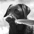 I Has A Feather