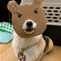 I Has A Mask Now