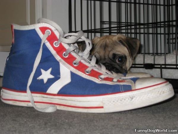 I Has A Sneaker