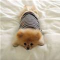 I Has A Sweater