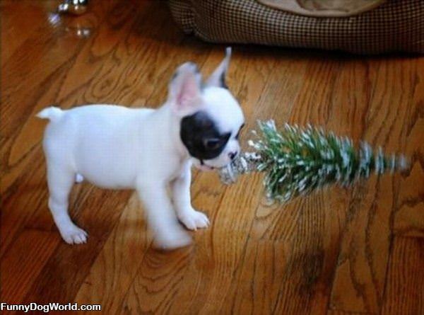 I Has A Tree