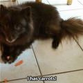 funny dog 1
