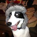 funny dog 4
