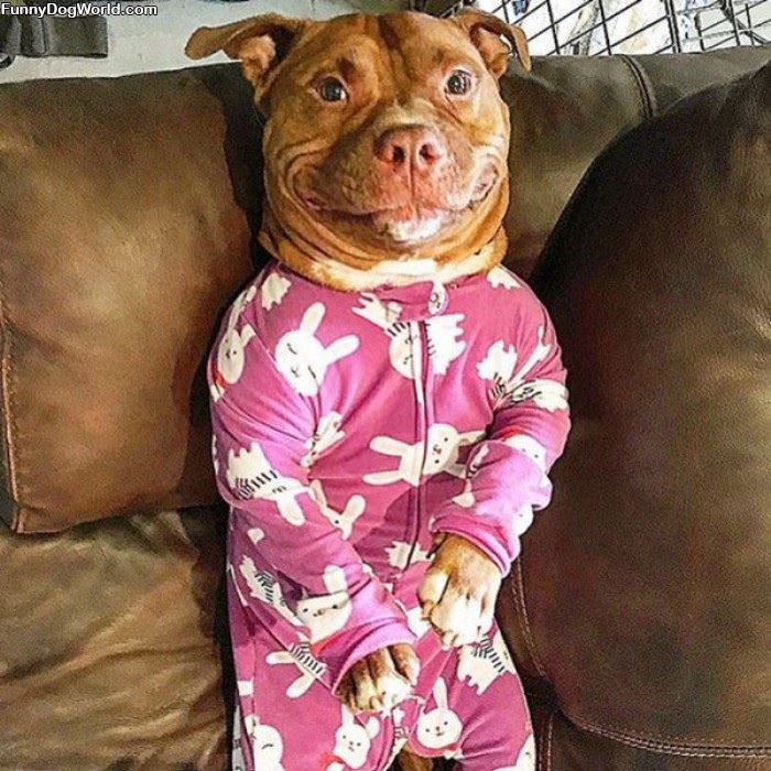 I Has Nice Pajamas