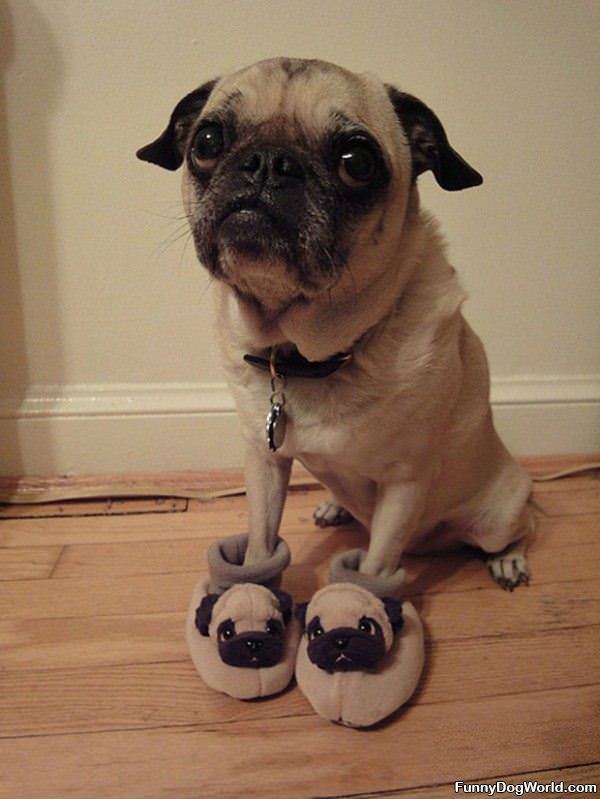 I Has Puppy Shoes