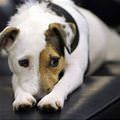 funny dog 2