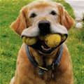 I Have 4 Balls