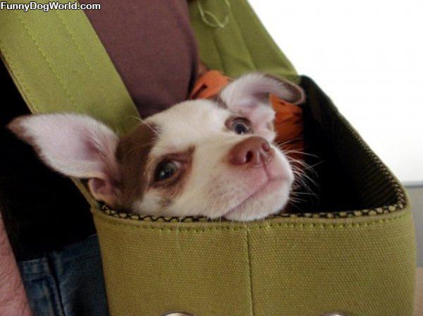 I_Have_A_Bag I Have A Bag