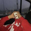I Have A Small Dog Head