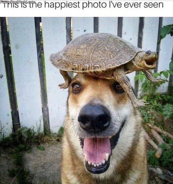 I Have A Turtle Hat