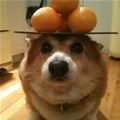 funny dog 1