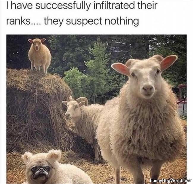 I_Have_Infiltrated_The_Ranks I Have Infiltrated The Ranks