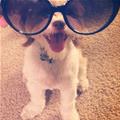 funny dog 1