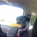funny dog 3