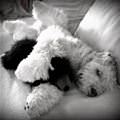funny dog 2