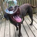 I Like Bubbles