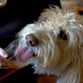 funny dog 1