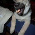 funny dog 4