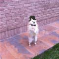 funny dog 5