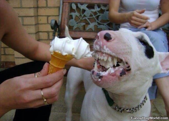 I Love Ice Cream