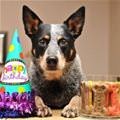 I Love My Birthday