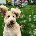 I Love Some Bubbles