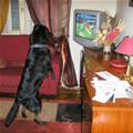 funny dog 3