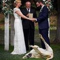 I Love This Wedding