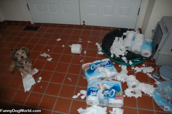 I Loves Charmin