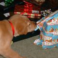 funny dog 3