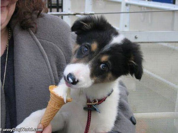 I Loves Ice Cream