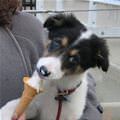 funny dog 2