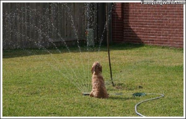 I Loves Me This Sprinkler