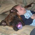 funny dog 2