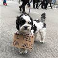 I Pee On Walls