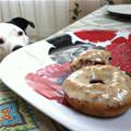 funny dog 1