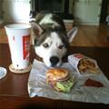 funny dog 1