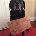 funny dog 3