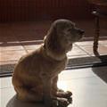 funny dog 5