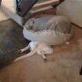 I Sleep Under Here