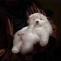 funny dog 3