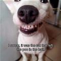 funny dog 5