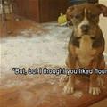 funny dog 1
