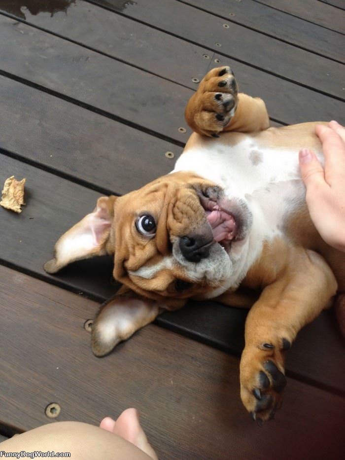 I Want A Belly Rub