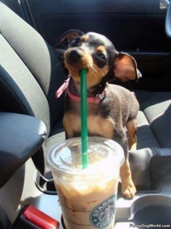 I Want A Sip Please